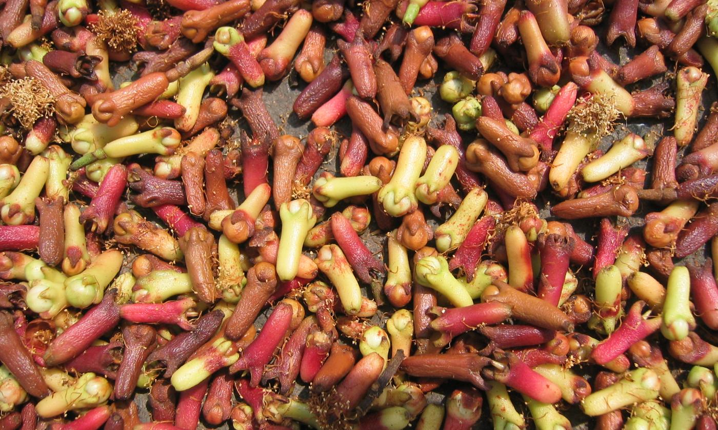 Freshly harvested cloves — not yet dried (Syzygium aromaticum). Freshly harvested cloves — not yet dried (Syzygium aromaticum).