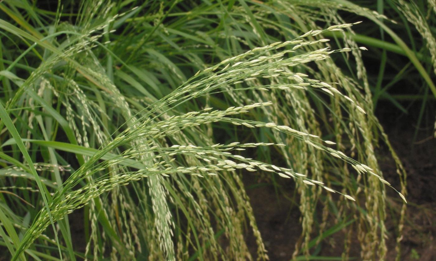 Teff: Растения с колосьями под открытым небом. Eragrostis tef (Zuccagni) Троттер. Teff: Растения с колосьями под открытым небом. Eragrostis tef (Zuccagni) Троттер.