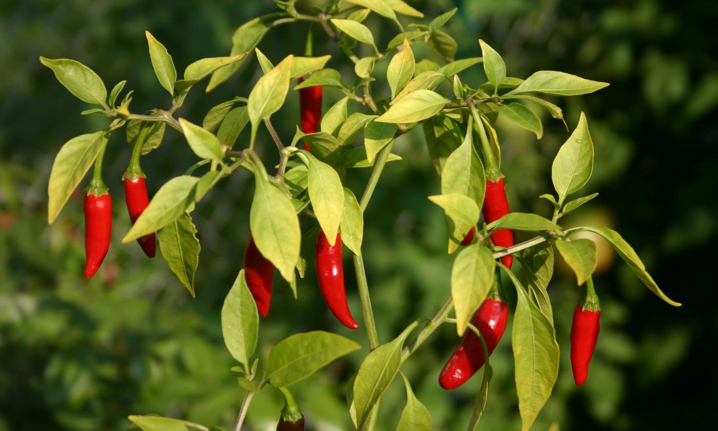 Перец чили красный, сырой - Capsicum frutescens - еще на кустах. Перец чили красный, сырой - Capsicum frutescens - еще на кустах.