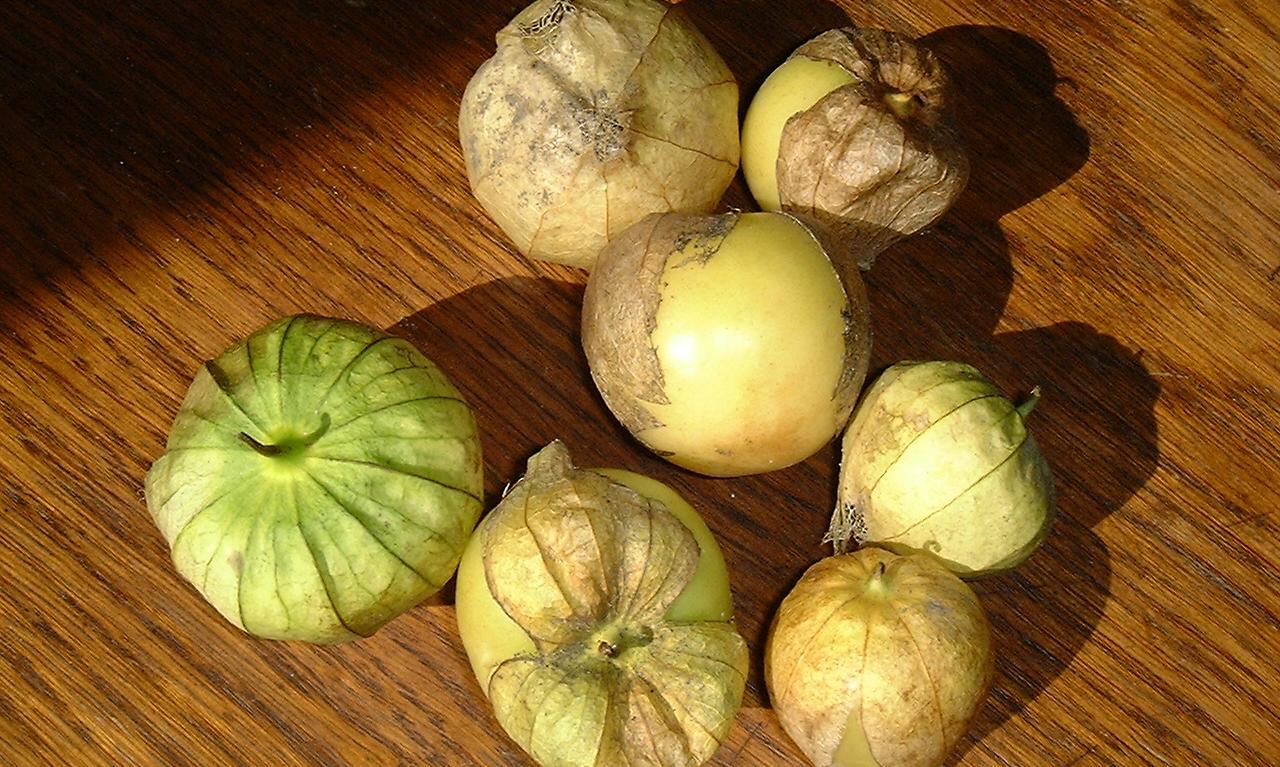 Tomatillo (Bergaubergine), roh, bio? | Stiftung G+E