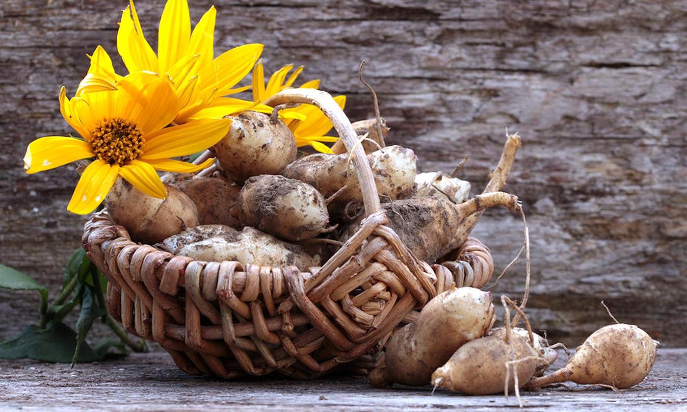 Tupinambos recién recogidos en una cesta con flores arriba a la izquierda. Helianthus tuberosus. Tupinambos recién recogidos en una cesta con flores arriba a la izquierda. Helianthus tuberosus.