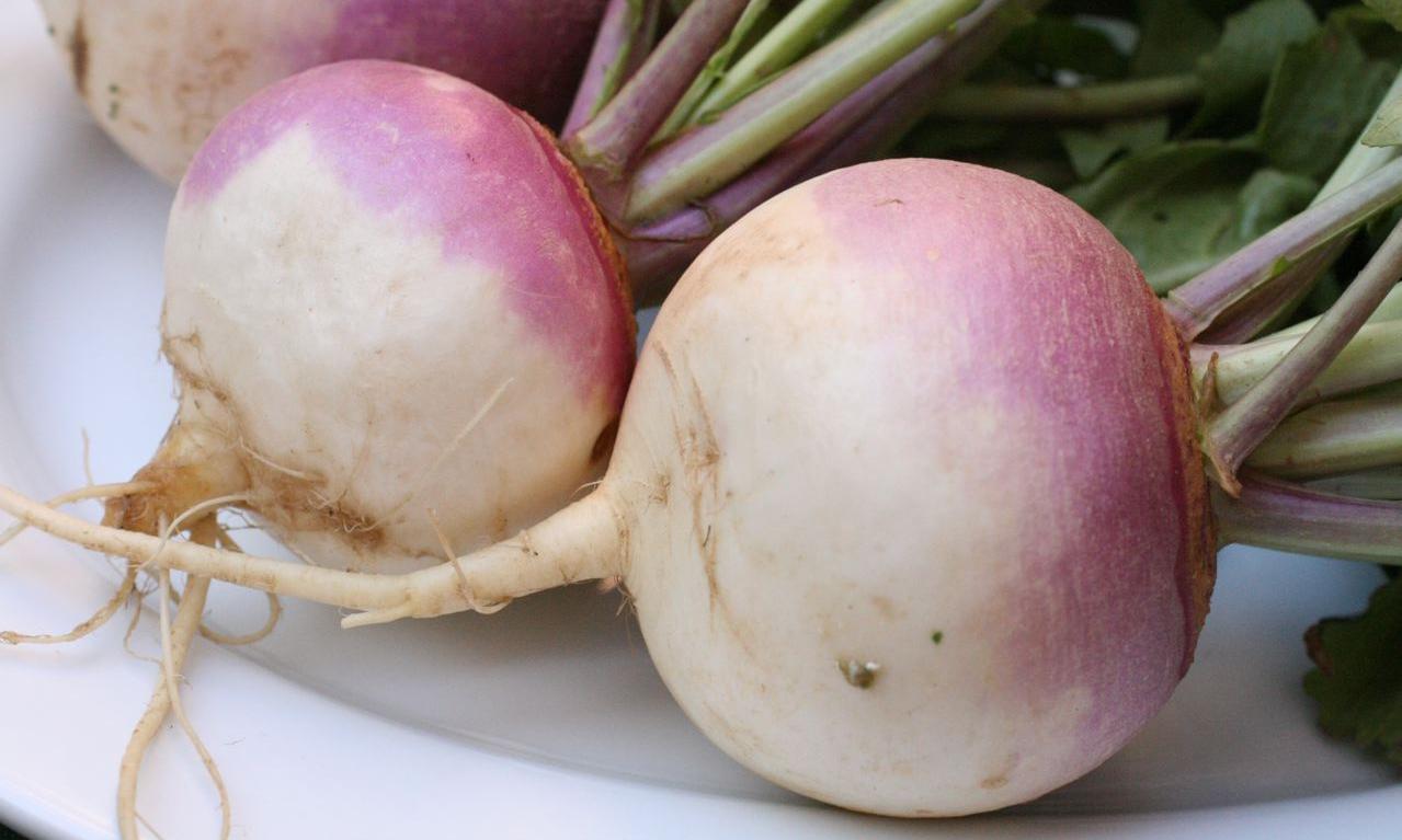 Due tuberi da deposito di colore bianco violaceo della rapa cruda (Brassica rapa ssp. rapa). Due tuberi da deposito di colore bianco violaceo della rapa cruda (Brassica rapa ssp. rapa).