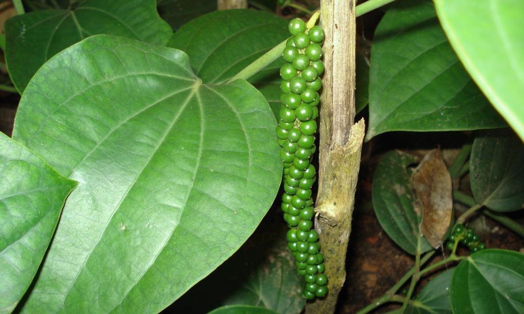 Piper nigrum: Hanging, green, so immature fruits of a pepper plant. Red would be fully ripe, fresh. Piper nigrum: Hanging, green, so immature fruits of a pepper plant. Red would be fully ripe, fresh.