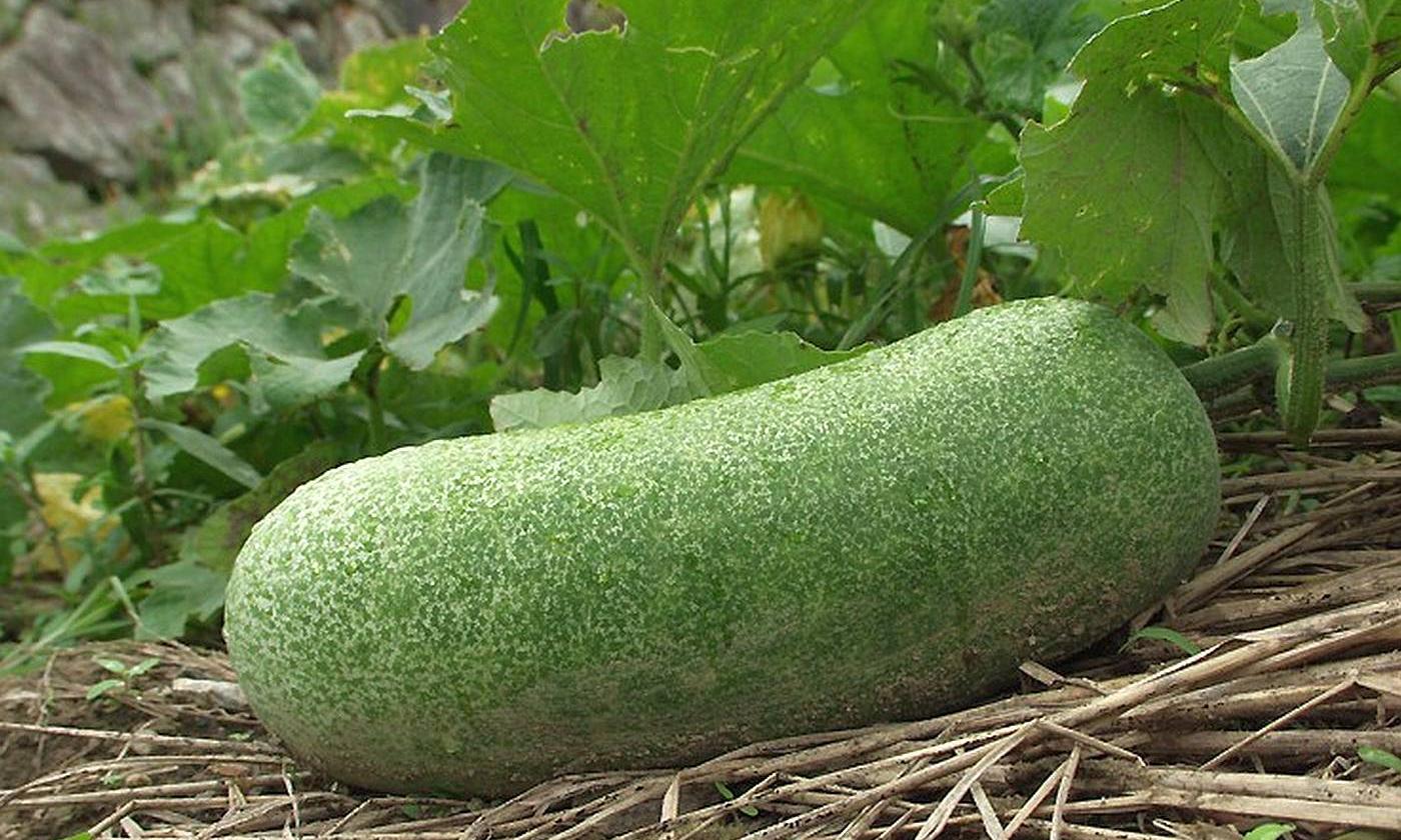 Calabaza de cera (melón de invierno) - Benincasa hispida - en la planta antes de la cosecha. Calabaza de cera (melón de invierno) - Benincasa hispida - en la planta antes de la cosecha.