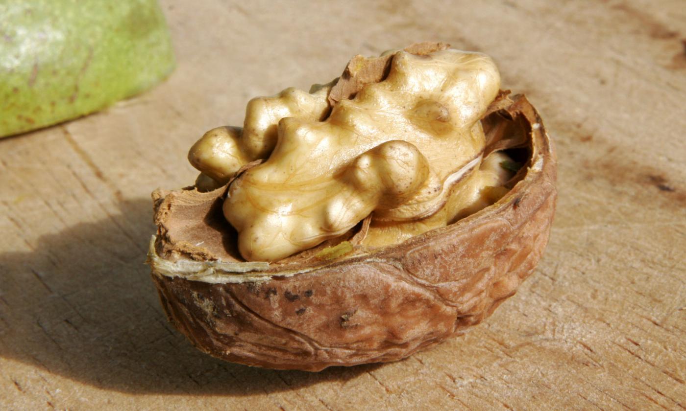 Walnuts—Juglans regia: Close-up shop of a walnut with the top half of the shell removed. Walnuts—Juglans regia: Close-up shop of a walnut with the top half of the shell removed.