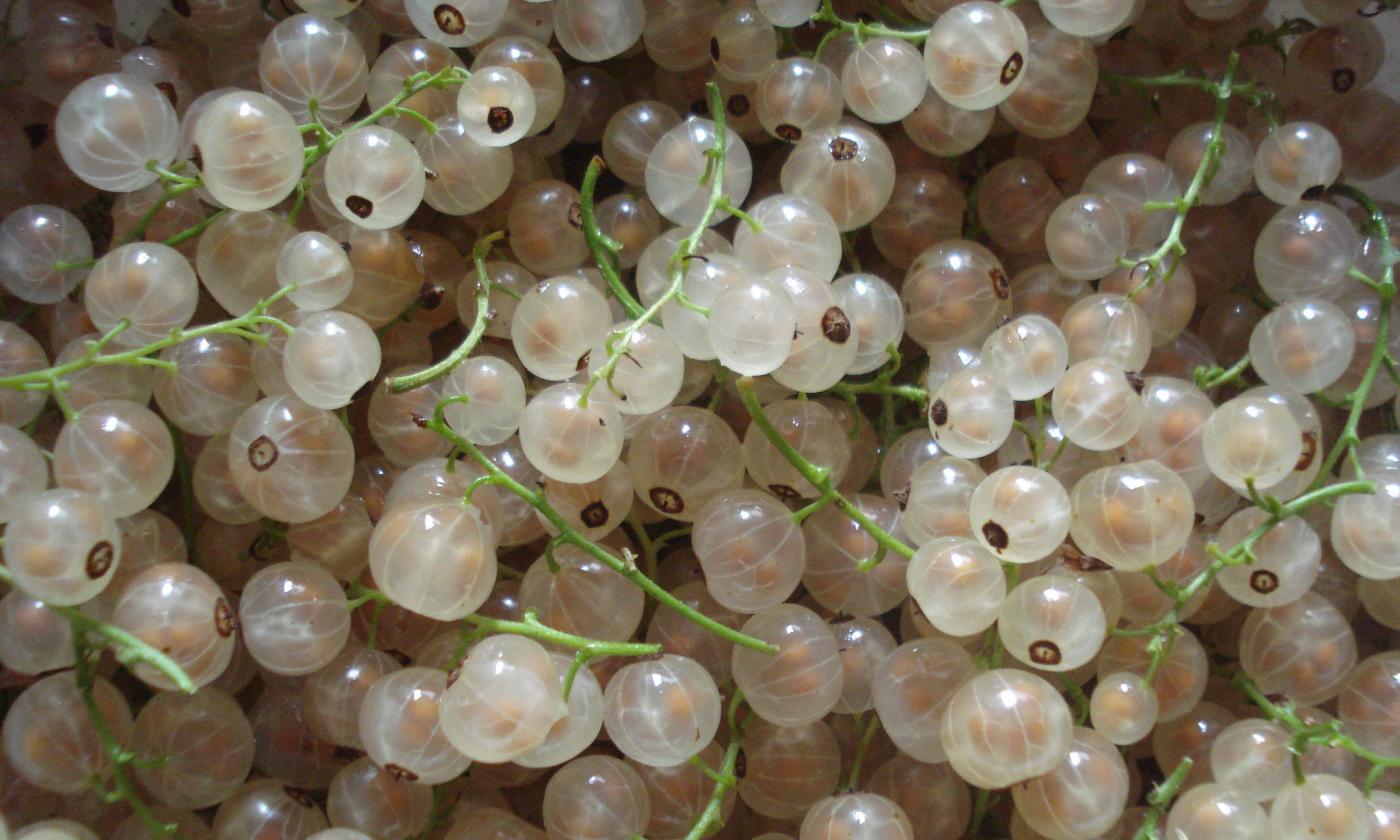 Las grosellas blancas son menos aromáticas y ligeramente más suaves que las rojas. Las grosellas blancas son menos aromáticas y ligeramente más suaves que las rojas.