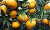 Rohe, unbehandelte Mandarinen (Citrus reticulata) an einem Mandarinenbaum.