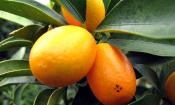 Kumquats colgando en el árbol. Un pequeño cítrico que se come con cáscara y semillas.