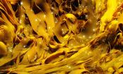 Kelp in Hazards Bay, Freycinet National Park, Tasmania, Australia: Laminaria (Tangwälder).