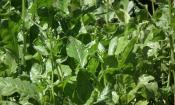 Verdura cruda sin procesar: espinacas crudas. Spinacia oleracea