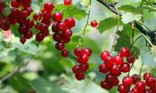 Grosellas rojas, colgando de arbustos. Nombre botánico: Ribes rubrum.