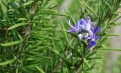 Rosmarin, frisch - Rosmarinus officinalis - Zweige mit Rosmarinblättern und Blüten.