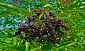Eine reife Dolde am Busch des Schwarzen Holunders - Sambucus nigra.