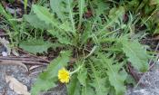 Hojas del diente de león común - Taraxacum officinale