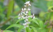 Blüten des Zitronenstrauchs (Verveine, Zitronenverbene, Aloysia citrodora) in der Natur.