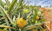 Piña en plantación grande en el área de crecimiento - Ananas comosus.