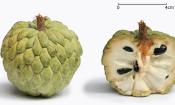 Zimtapfel (Rahmapfel, Süsssack = Annona squamosa) mit ihrer typischen Schuppenannonen-Oberfläche.