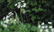 Perifollo de pradera (Perifollo verde?), Anthriscus sylvestris, inflorescencias en la naturaleza.