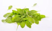 Hojas apiladas de espinaca baby - Spinacia oleracea: hojas de espinaca muy templadas.