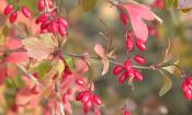 Rohe Beeren der Gewöhnlichen Berberitze (Berberis vulgaris) am Strauch.