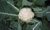 Coliflor cruda (Brassica oleracea) antes de la cosecha en un campo.