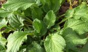 Borago officinalis, planta de la borraja con hojas verdes fibrosas, pero comestibles.