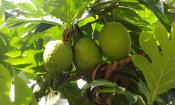 Detalle de un árbol fruta del pan - Artocarpus altilis - con tres frutas maduras.