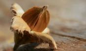 Hayucos con copas de frutas, un fruto del haya común - Fagus spp.