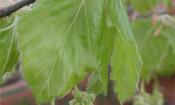 Buchenblätter-Triebe (junge Rotbuchen-Blätter) am Baum - Fagus sylvatica.