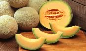Links ganze Cantaloupe-Melonen (Cucumis melo), rechts eine Halbierte und vorne Melonen-Schnitte.