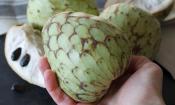 Una mano sostiene una chirimoya (Annona cherimola), detrás de ella también se corta con granos.