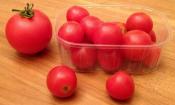 Tomates cherry, con un peso medio de 18 gramos, junto a un tomate de 110 gramos.