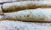 Ñames chinos (raíces claras) - Dioscorea polystachya - acostado sobre un fondo de arena clara.