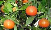 Clementinas maduras en el árbol. Citrus clementina.