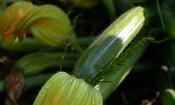 Bild einer noch nicht ausgereiften, rohen Baby Zucchini (Cucurbita spp.) im Garten.