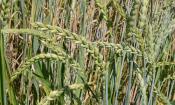 Espigas de espelta en el campo (Triticum aestivum subsp. spelta).