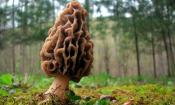 Ein grosser echter Morchelpilz (Morchella Morchella spp.). - auf einer Lichtung stehend.