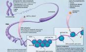 Epigenetik: Wir beeinflussen unsere Gene und die anderer, Bild PD, Wikipedia Epigenetics