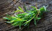 Estragon, frisch - Artemisia dracunculus: Ein Bündel Estragon (roh) auf altem Holzstamm.