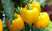 Gelbe Gemüsepaprika, erntereif an Pflanze hängend - Capsicum annuum.