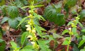 Goldnessel in freier Natur, Blüten (zu und offen) und Blätter.