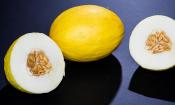 Honigmelone, roh - Cucumis melo - eigentlich Gelbe Kanarische oder Tendral Amarillo.