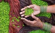 Hände mit grünen Kichererbsen einer indischen Kichererbsenverkäuferin in Uttar Pradesh, Indien.