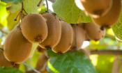 Kiwi, grün - Actinidia deliciosa - an Kiwipflanze hängend und reif zum Ernten.