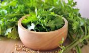 Hojas de cilantro: Hojas en un pequeño recipiente de madera, con semillas de cilantro en frente.