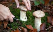 So sollte man Kräuterseitlinge und andere Pilze im Wald abschneiden.