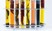 Vinagre de hierbas aromáticas: distintos tipos de vinagres de hierbas en botellas especiales.