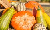 Diferentes variedades de calabazas - Cucurbita spp. - apilados en la pradera.