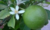 Lima cruda. Citrus latifolia en el árbol con flores.