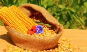Granos de maíz y dos mazorcas en saco, algunos granos están apagados - Zea mays mays L.